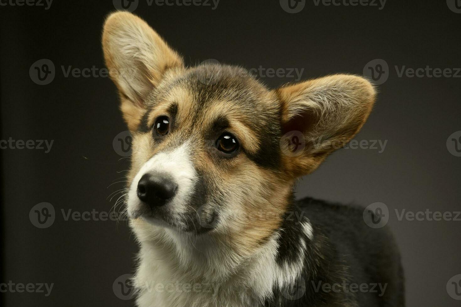 schön Hündchen Corgie Porträt im ein dunkel Foto Studio