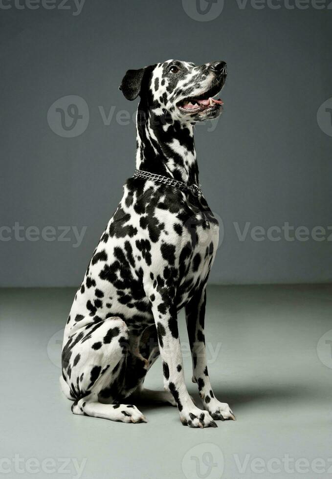 Studio Schuss von ein bezaubernd Dalmatiner Hund Sitzung und suchen oben neugierig foto