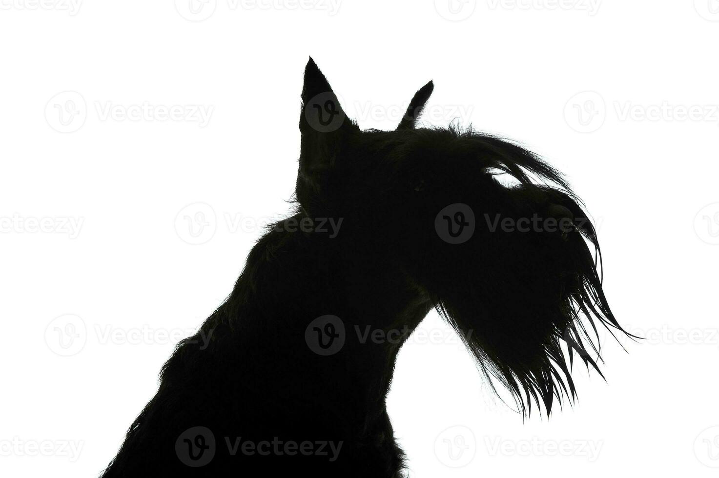 schwarz und Weiß Silhouette Porträt von ein bezaubernd Schnauzer foto