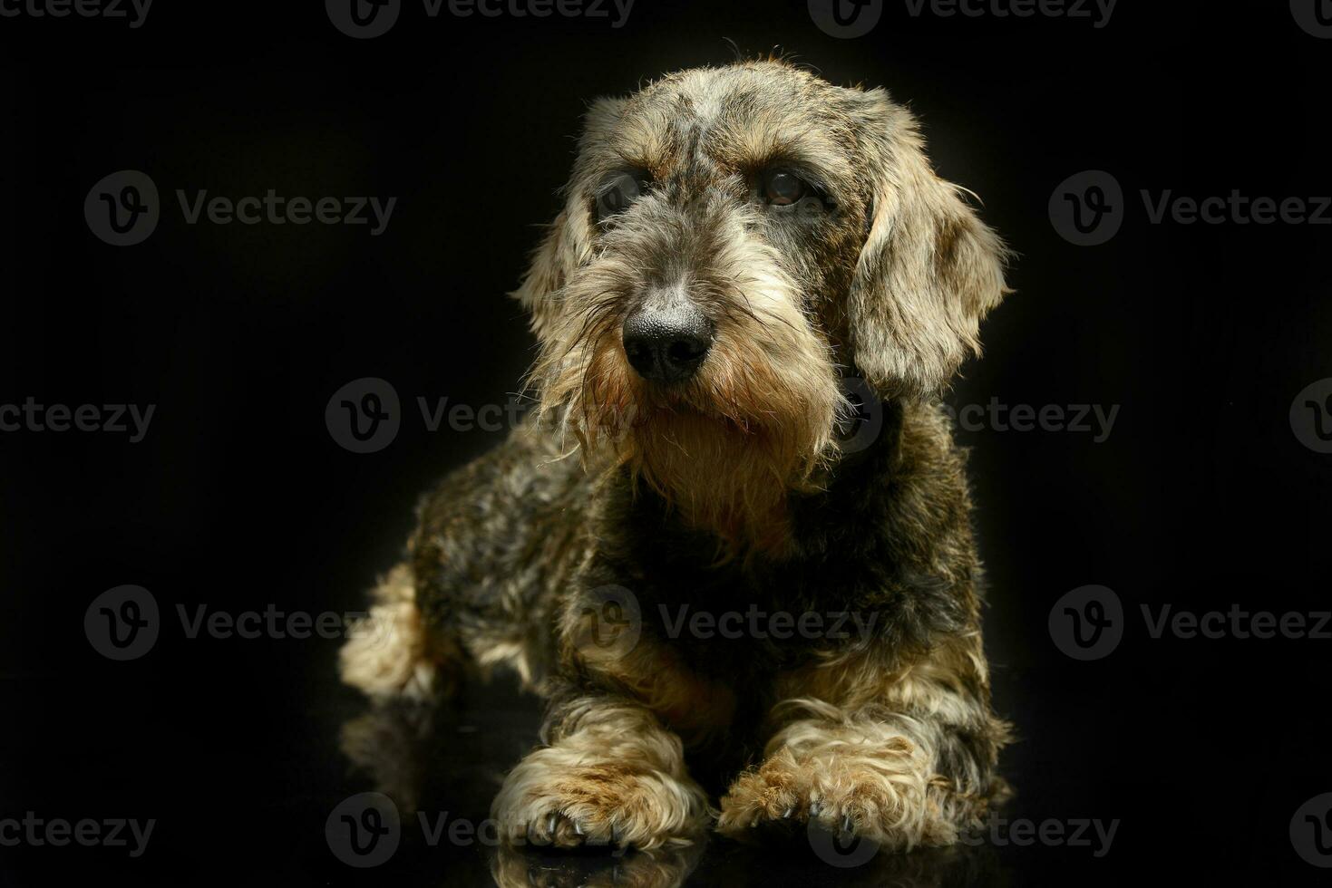 schön Dackel im ein schwarz Foto Studio