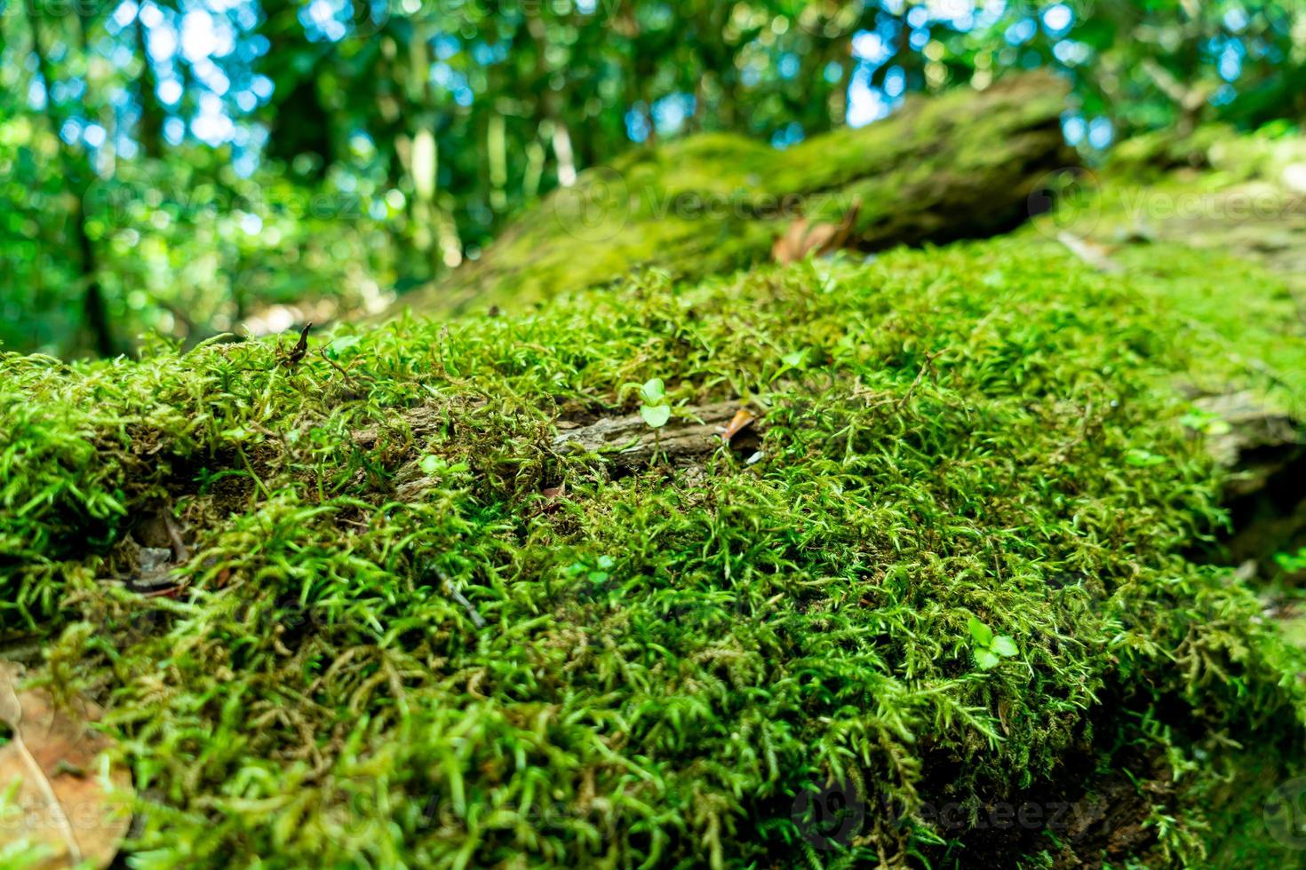 Nahaufnahme grünes Moos auf Baum im Wald foto