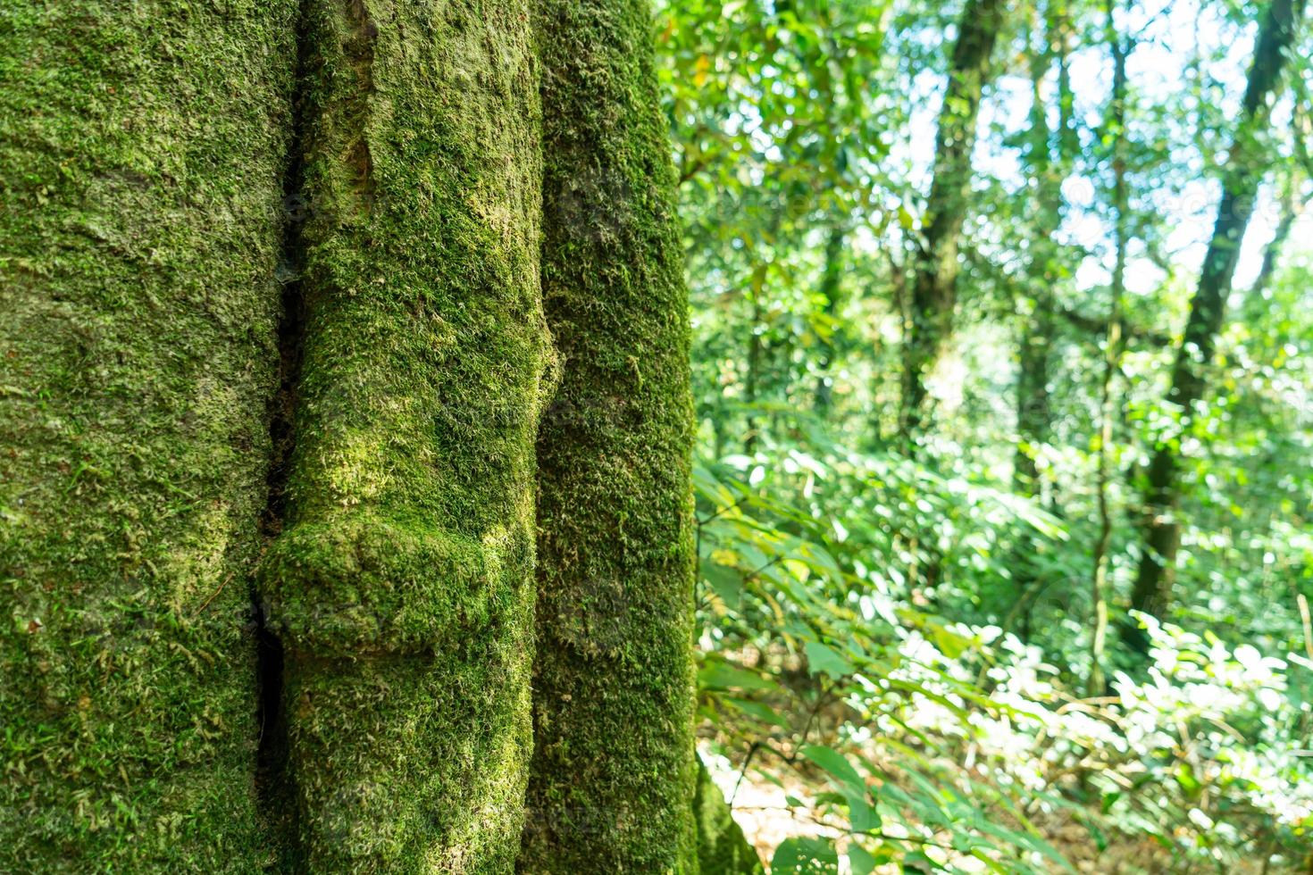 Nahaufnahme grünes Moos auf Baum im Wald foto
