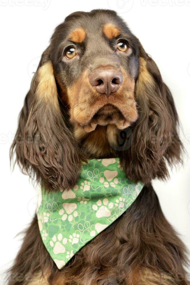 Porträt von ein bezaubernd Englisch Cocker Spaniel foto