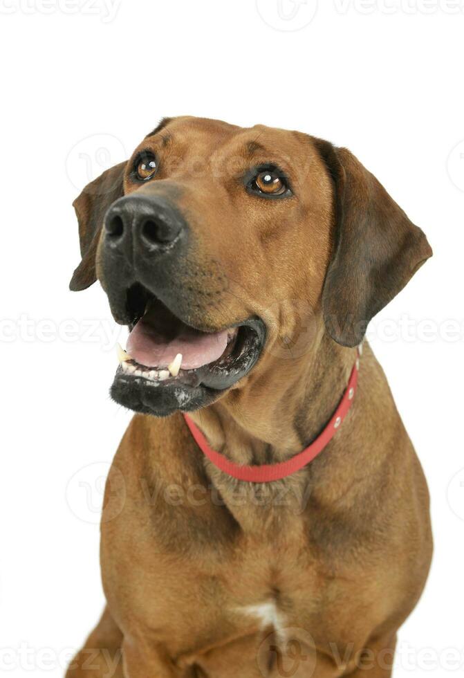 Porträt von ein bezaubernd Rhodesian Ridgeback foto