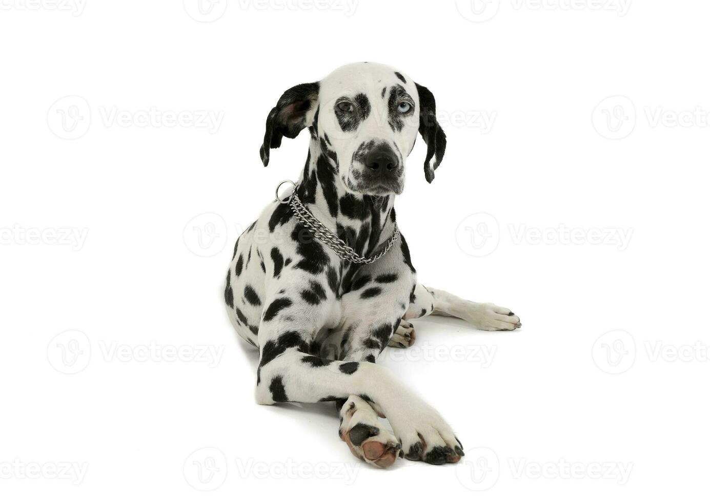 Studio Schuss von ein bezaubernd Dalmatiner Hund mit anders farbig Augen Lügen und suchen neugierig beim das Kamera foto