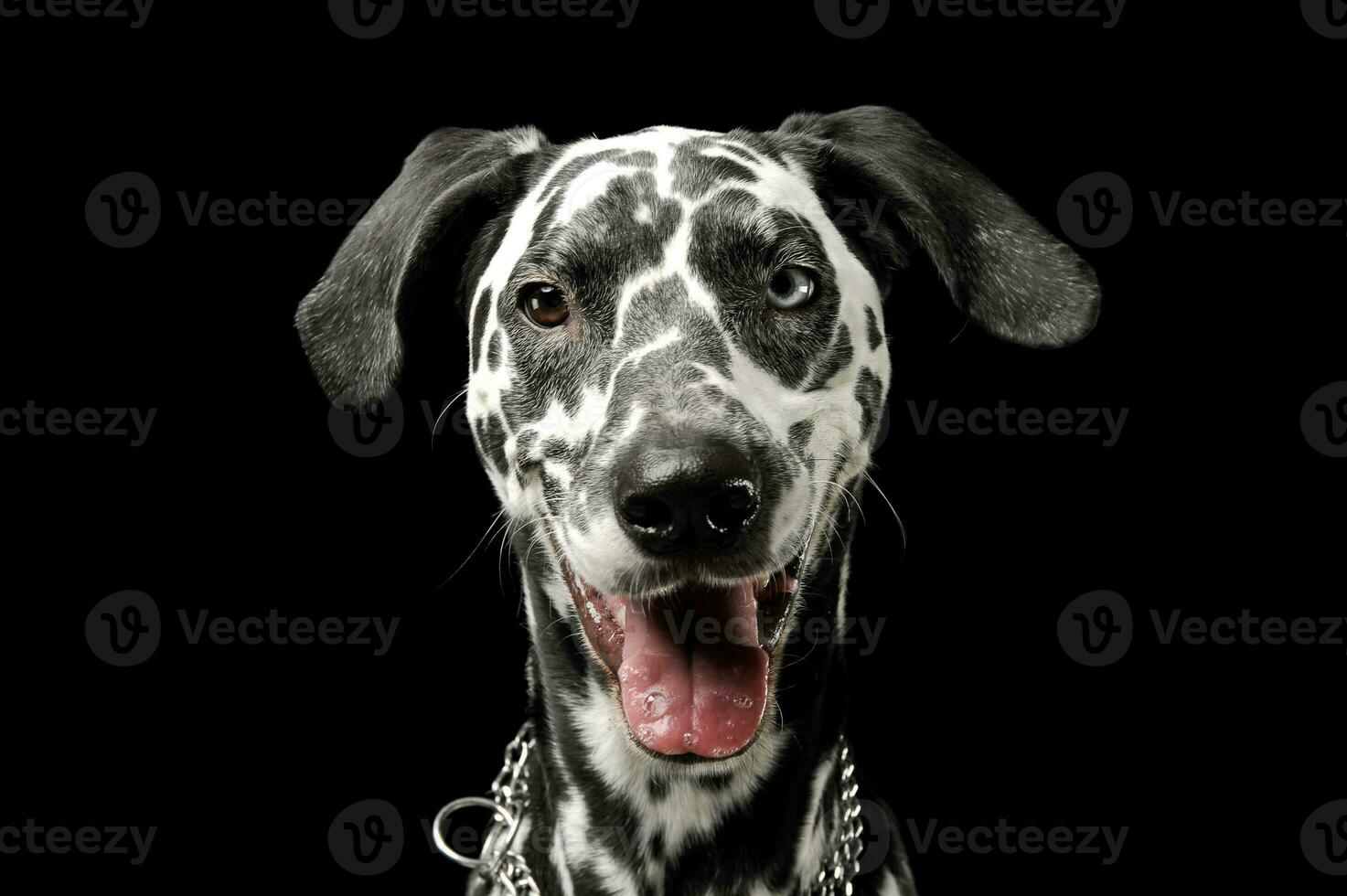 Porträt von ein bezaubernd Dalmatiner Hund mit anders farbig Augen suchen zufrieden foto
