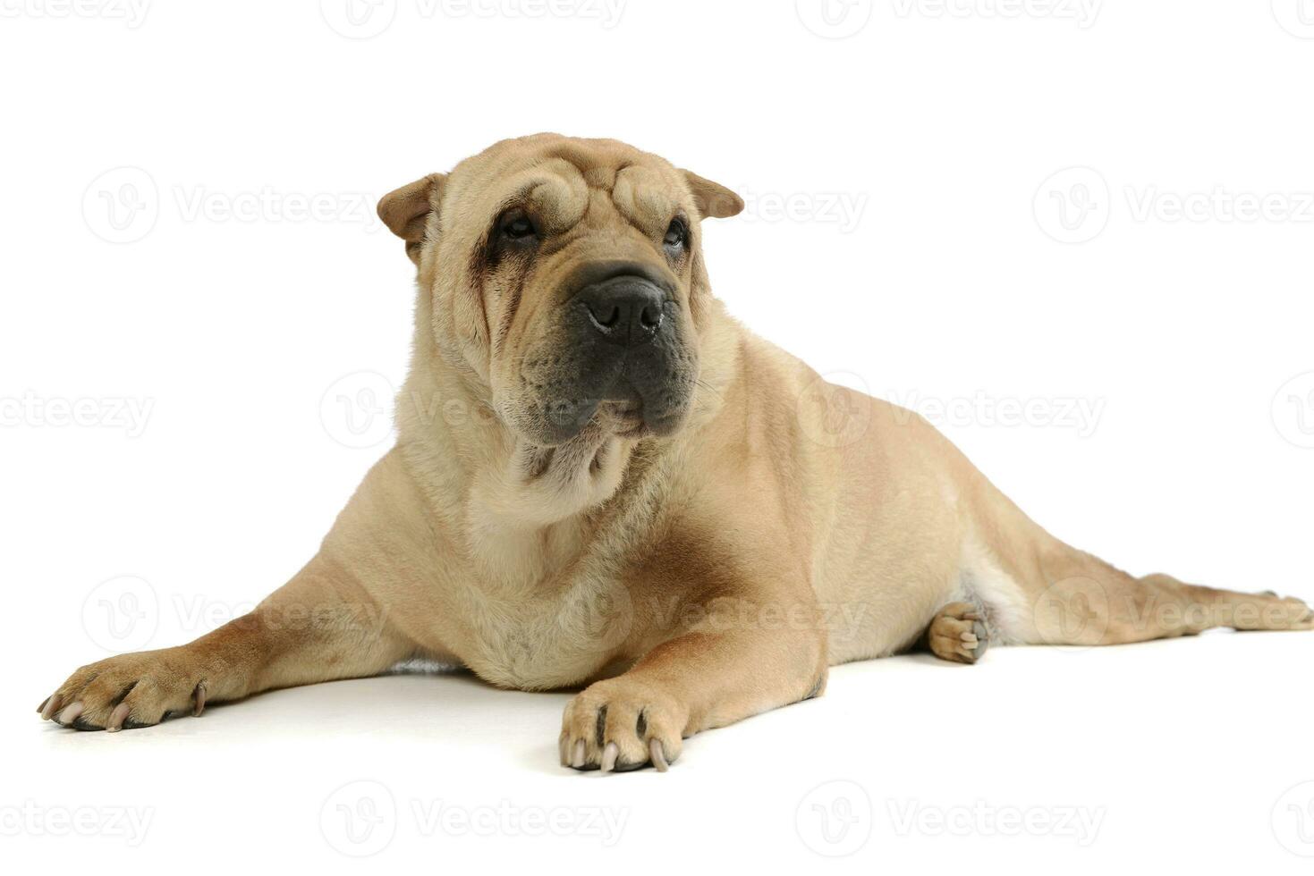 Studio Schuss von ein bezaubernd shar pei foto