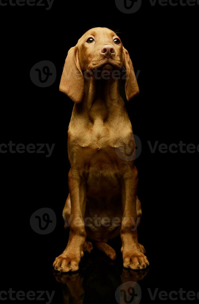 Studio Schuss von ein schön Magyar vizsla Hündchen foto