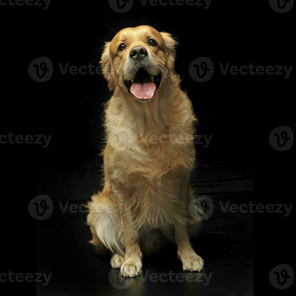 Süss golden Retriever genießen Foto Schießen im Studio