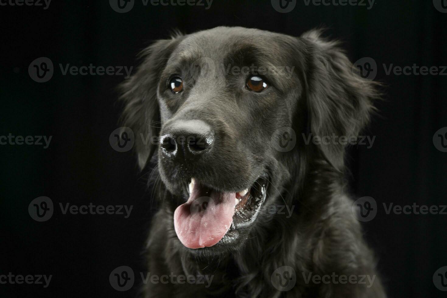 Porträt von ein bezaubernd gemischt Rasse Hund foto