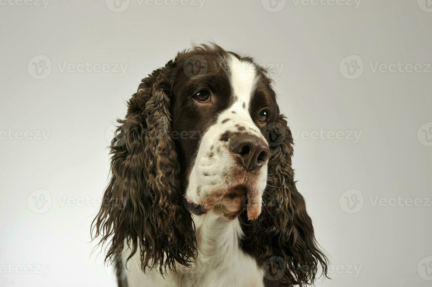 Porträt von ein bezaubernd Englisch Cocker Spaniel foto