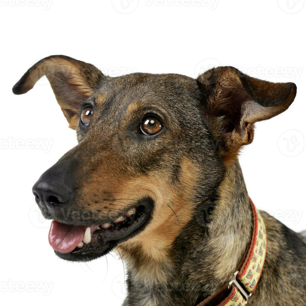 Studio Schuss von ein bezaubernd gemischt Rasse Hund foto