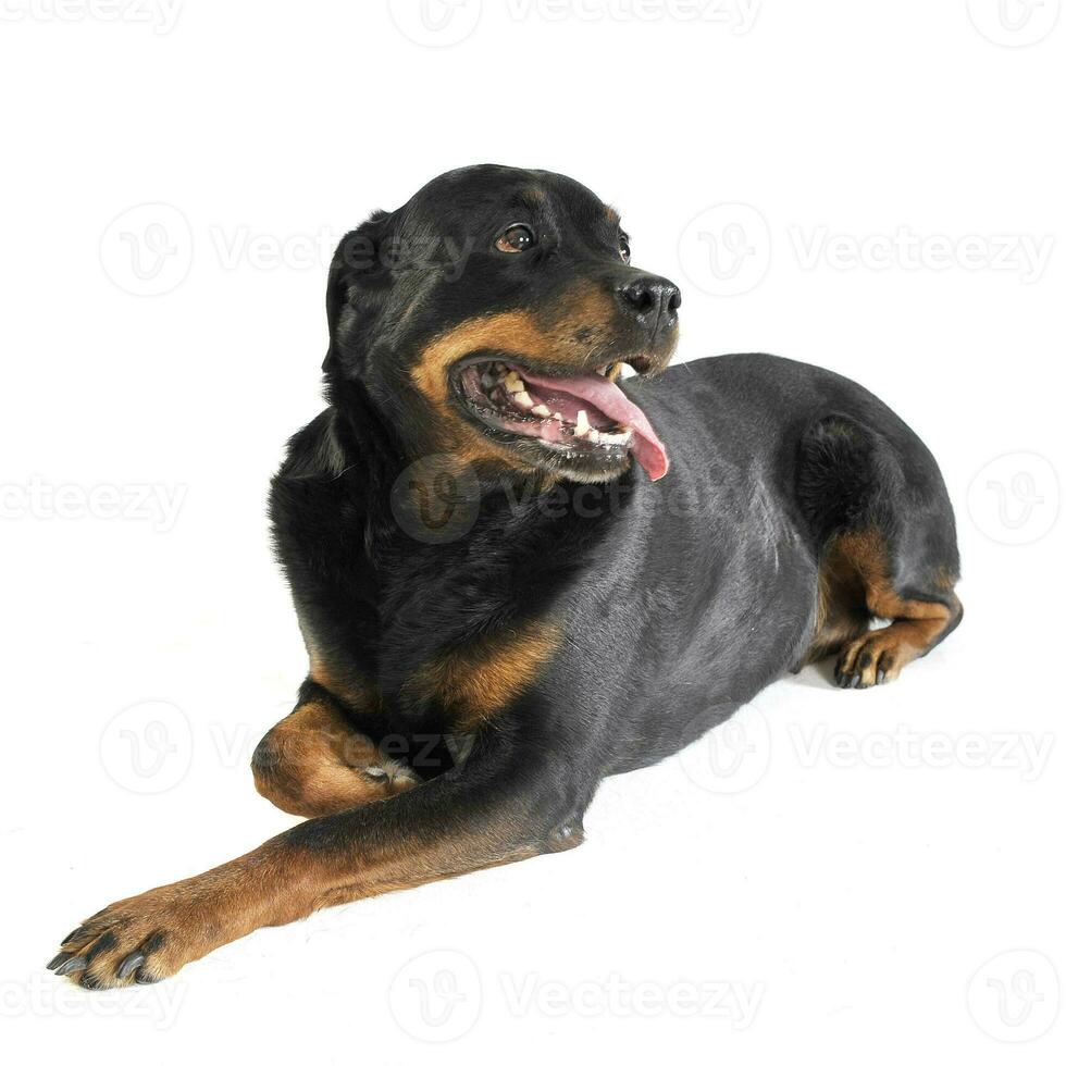 Rottweiler Lügen im das Weiß Studio Fußboden foto