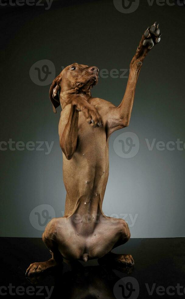 Studio Schuss von ein bezaubernd Magyar vizsla suchen komisch während Stehen auf Hinter Beine foto