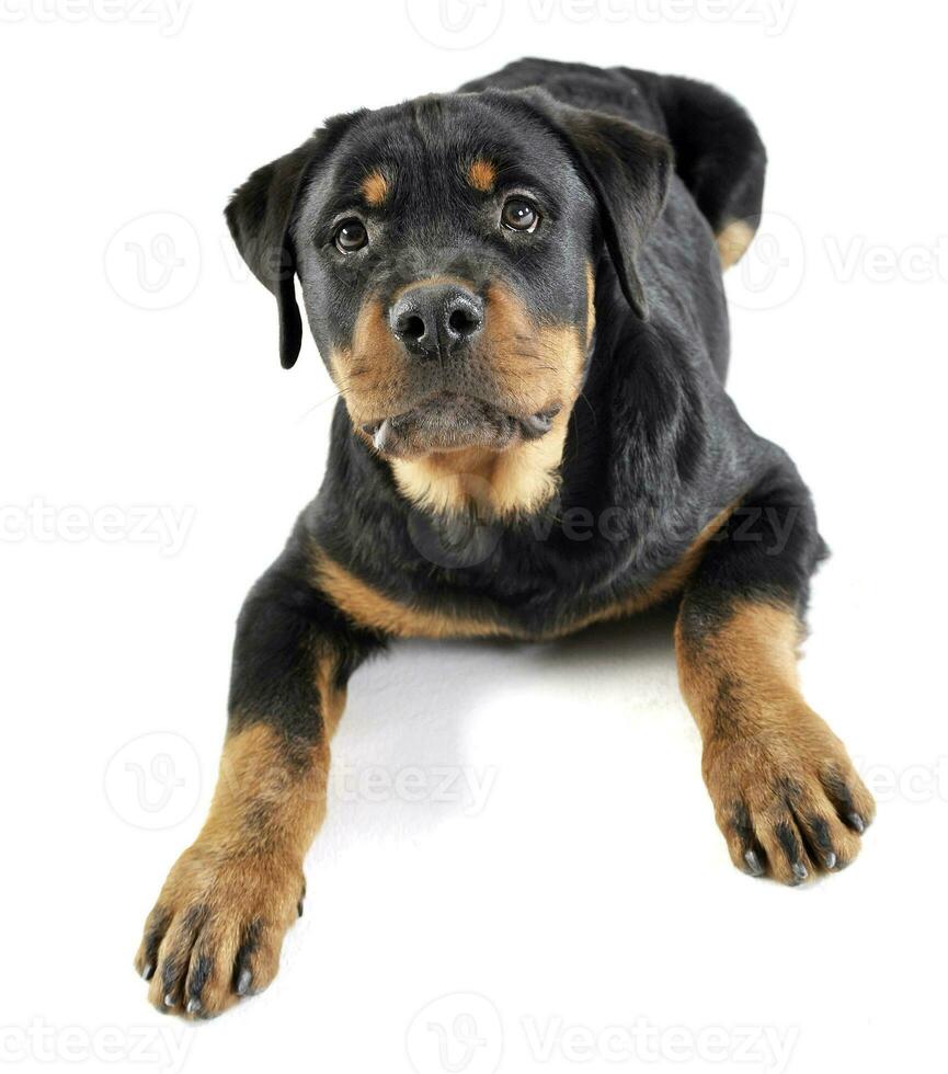 Rottweiler Lügen im das Weiß Studio Fußboden foto