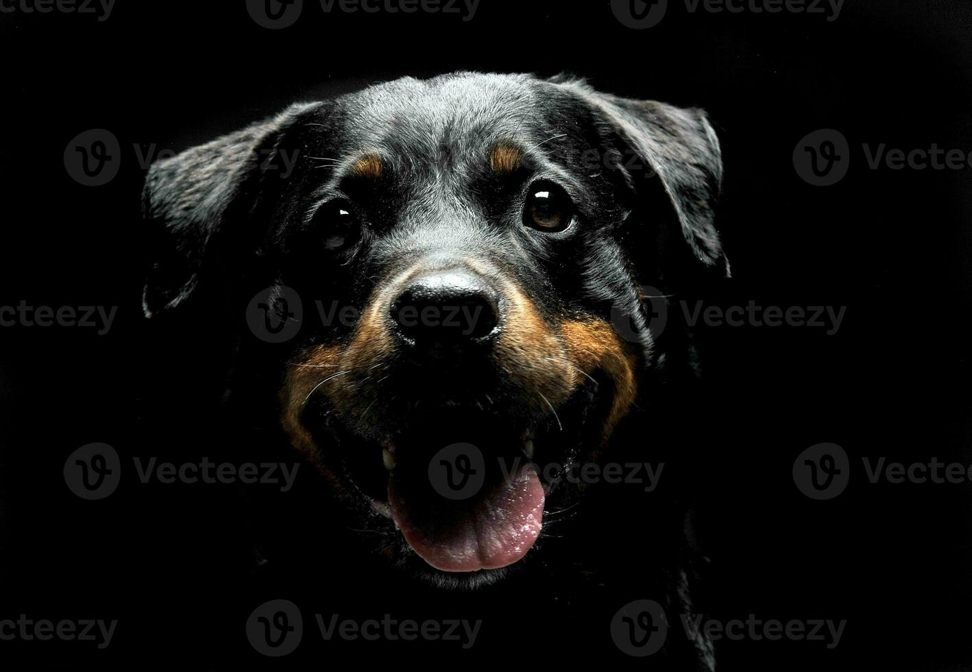 Rottweiler Porträt im das Balck Foto Studio