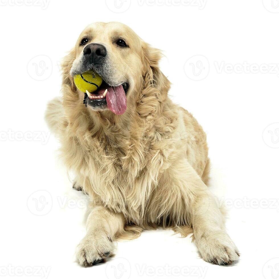 Süss golden Retriever im ein Weiß Studio Hintergrund halten Ball im seine Mund foto