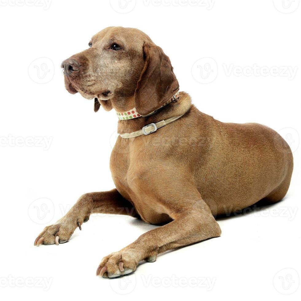 alt ungarisch vizsla im ein Weiß Foto Studio