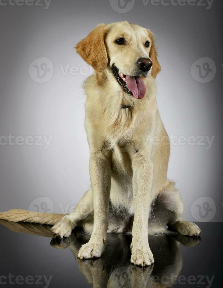 Studio Schuss von ein bezaubernd golden Retriever Hündchen foto