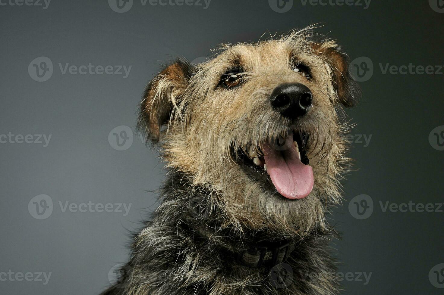 Porträt von ein bezaubernd gemischt Rasse Hund suchen oben neugierig foto