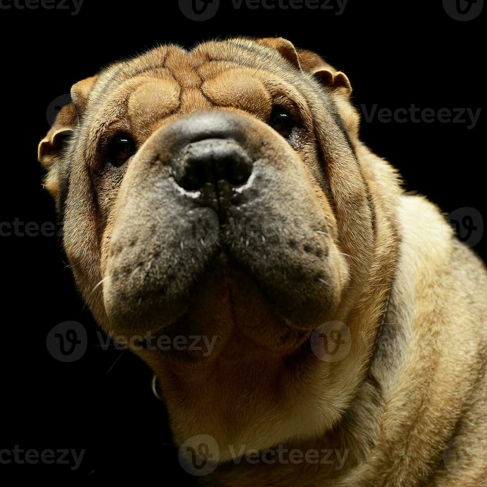 sehr nett shar pei genießen das Studio Foto schießen