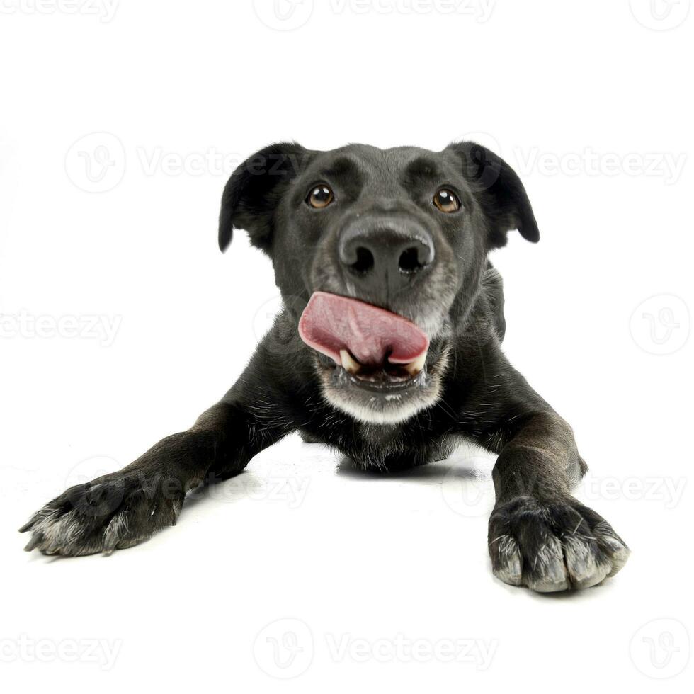 breit Winkel Schuss von ein bezaubernd gemischt Rasse Hund foto