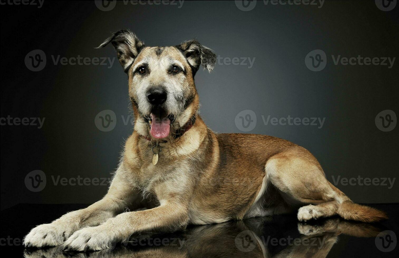 Studio Schuss von ein bezaubernd gemischt Rasse Hund Lügen und suchen neugierig beim das Kamera foto