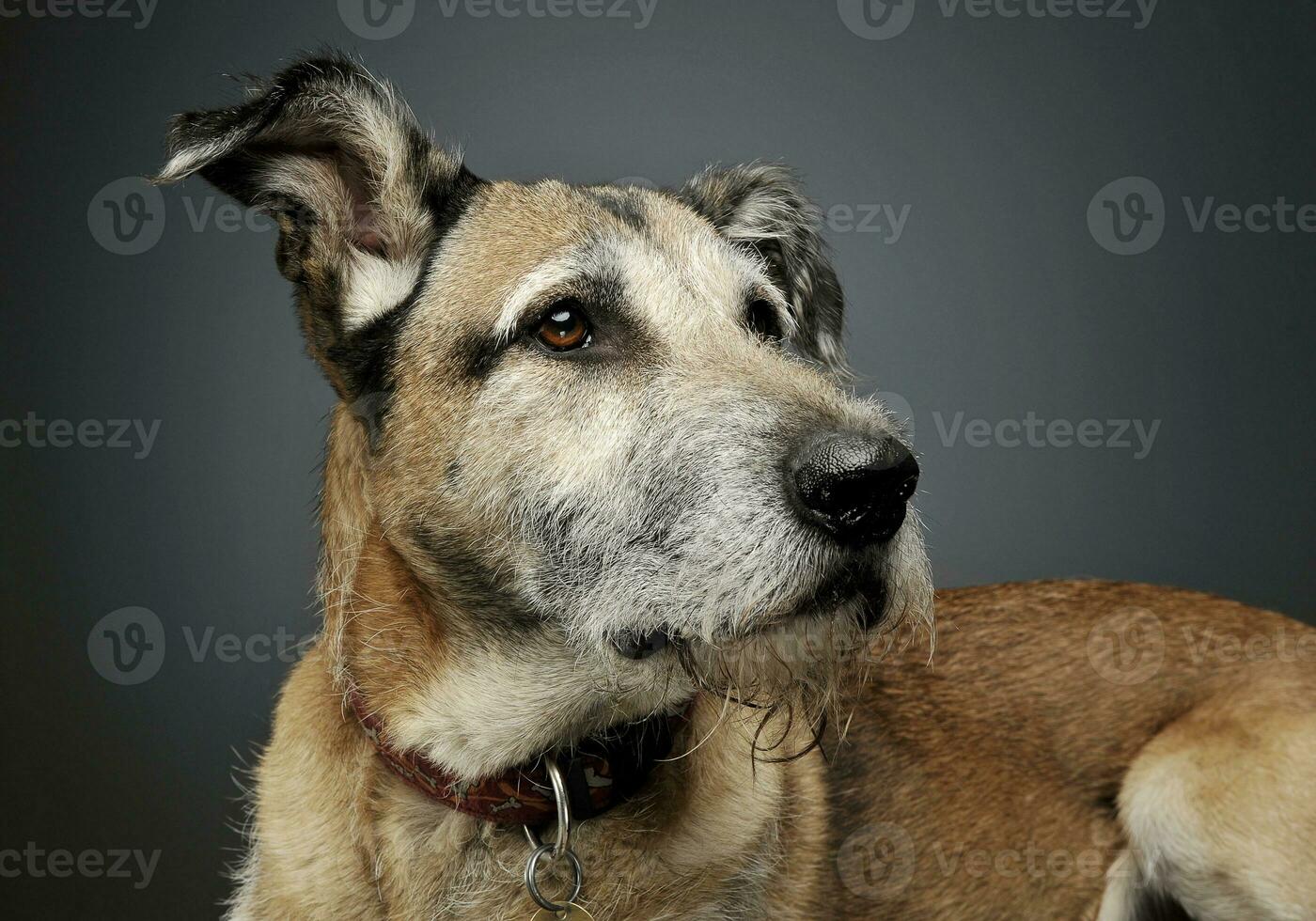 Porträt von ein bezaubernd gemischt Rasse Hund suchen neugierig foto