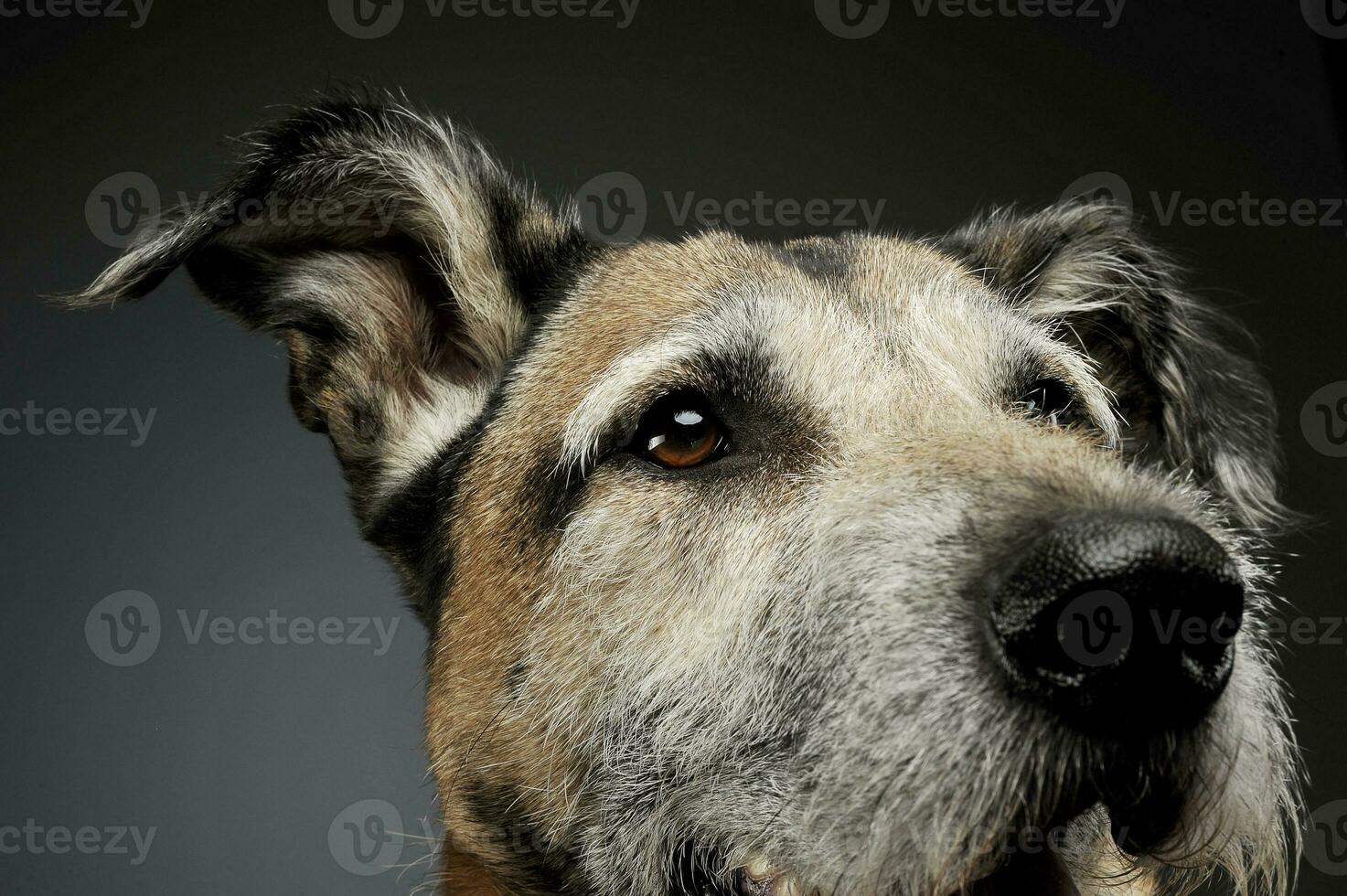 Porträt von ein bezaubernd gemischt Rasse Hund suchen neugierig foto