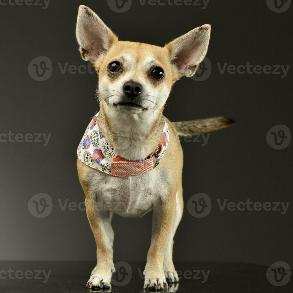 Studio Schuss von ein bezaubernd Chihuahua foto