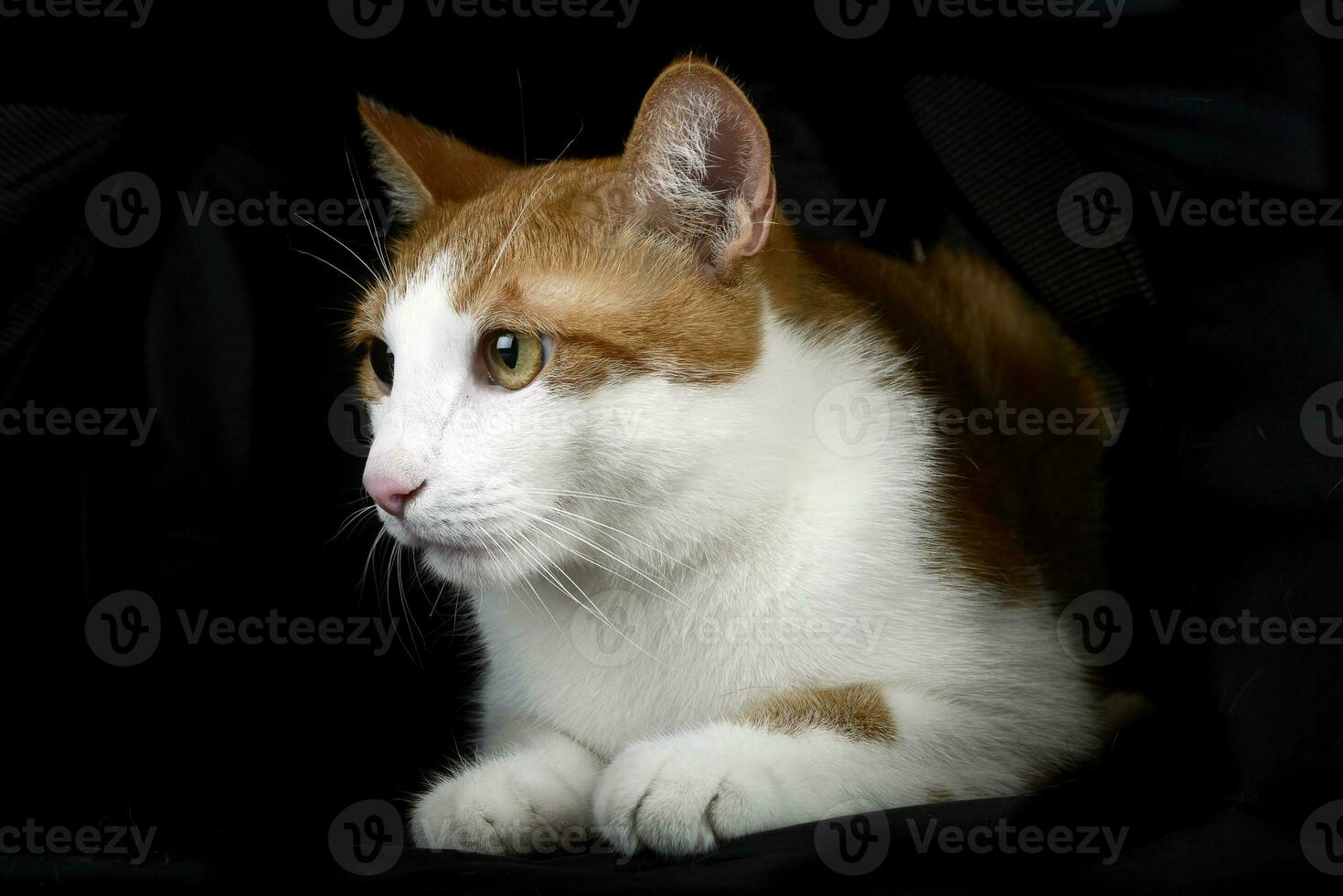 Studio Schuss von ein bezaubernd Katze foto