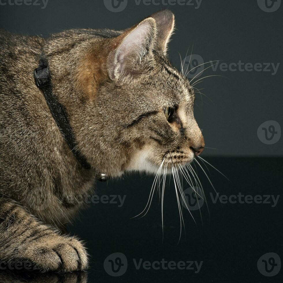 Fett inländisch Katze im ein Foto Studio