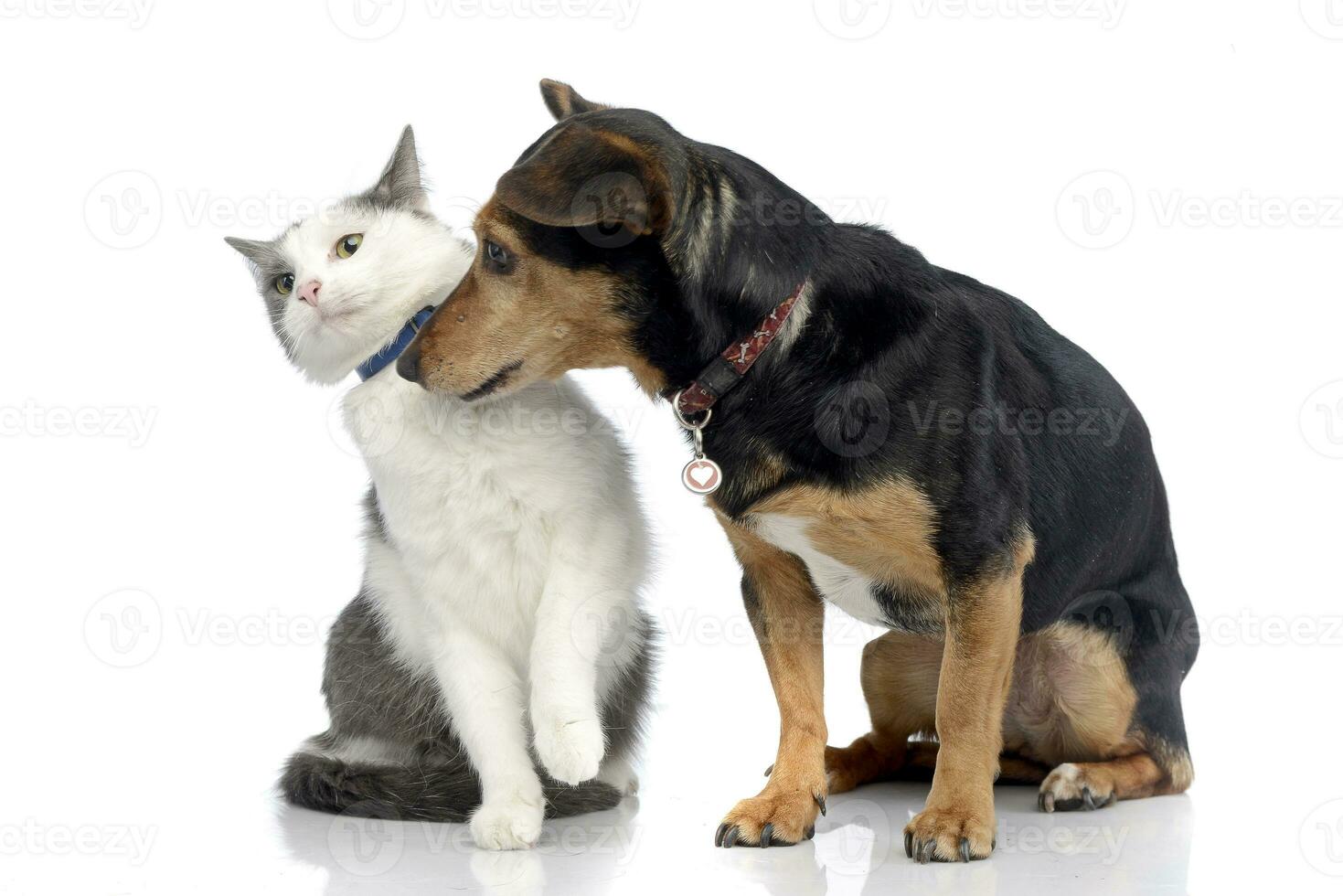 Studio Schuss von ein bezaubernd Katze mit ein Dackel Hund foto