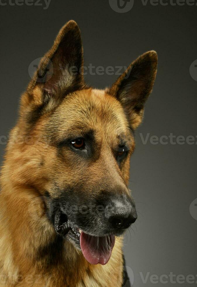 Porträt von ein bezaubernd Deutsche Schäfer Hund foto