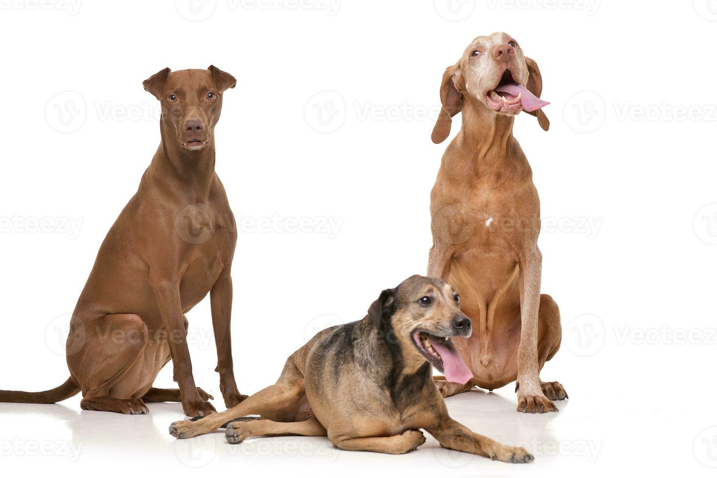 Studio Schuss von 2 bezaubernd gemischt Rasse Hund und ein ungarisch vizsla foto