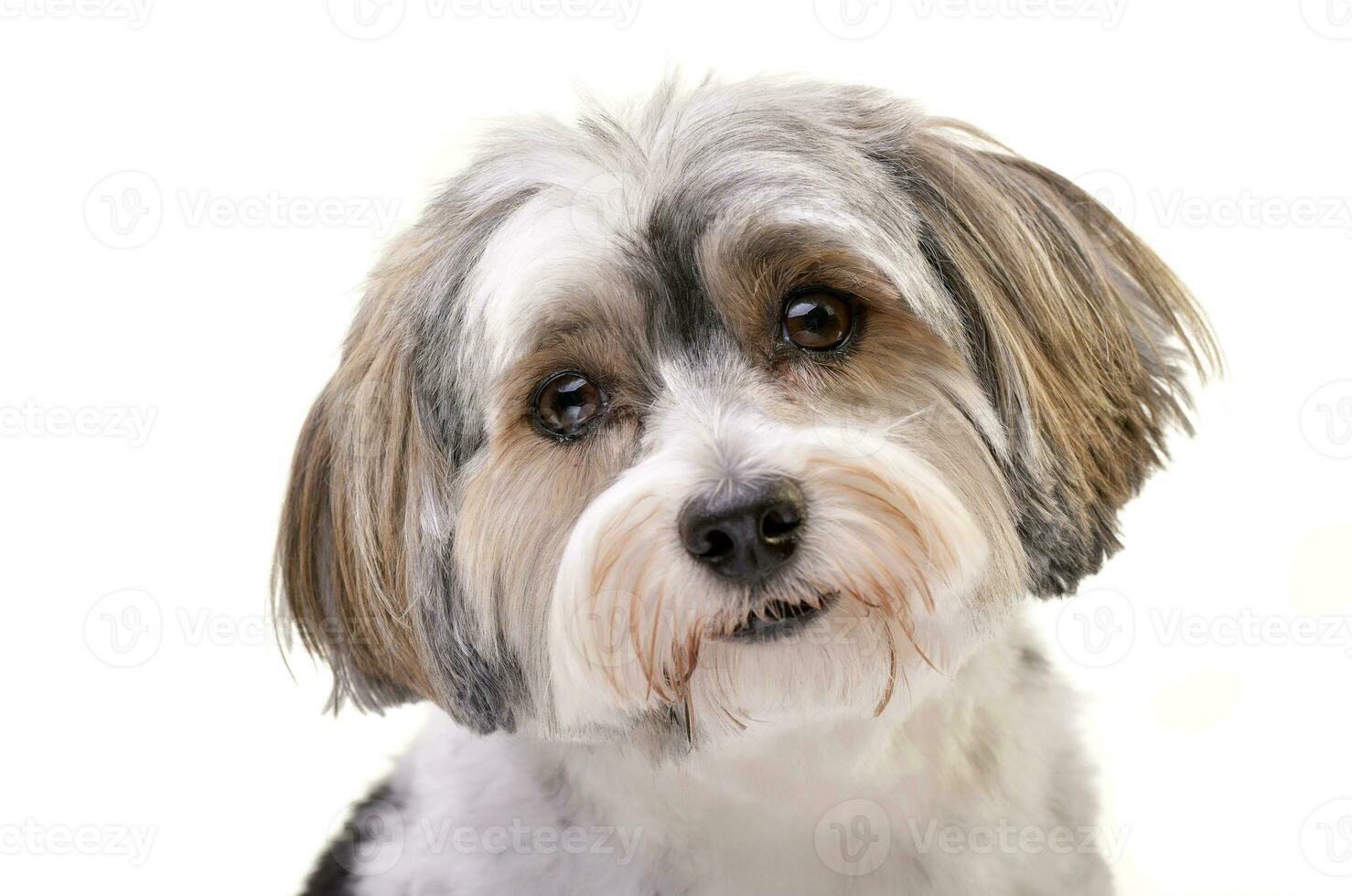 Porträt von ein bezaubernd havanese Hund foto