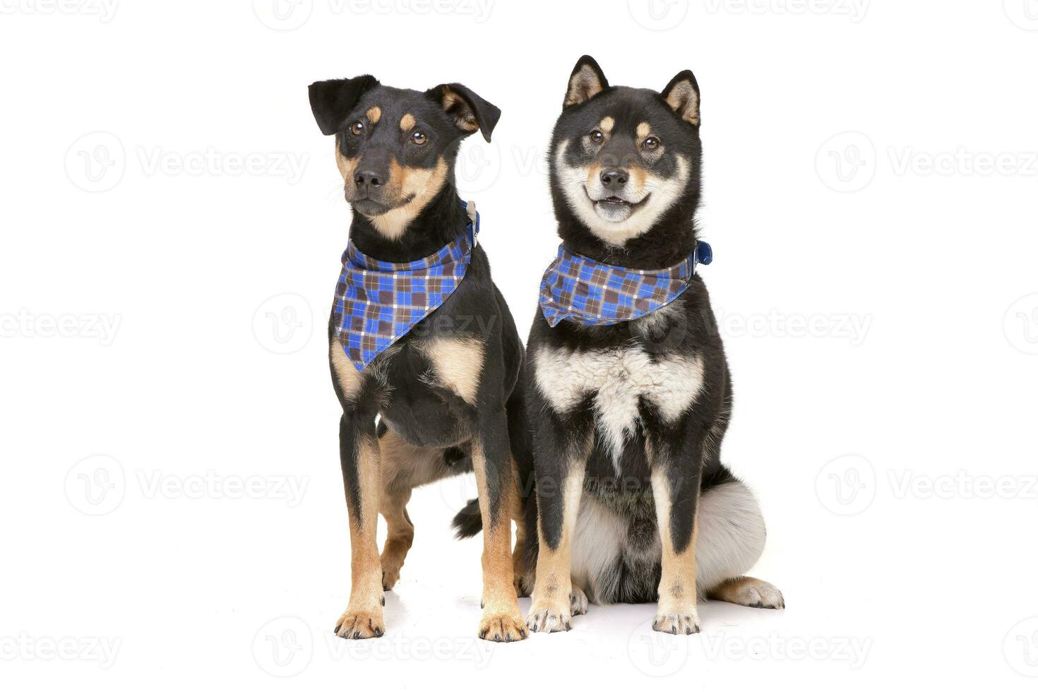 Studio Schuss von ein bezaubernd gemischt Rasse Hund und ein Samojskaja Sabaka foto