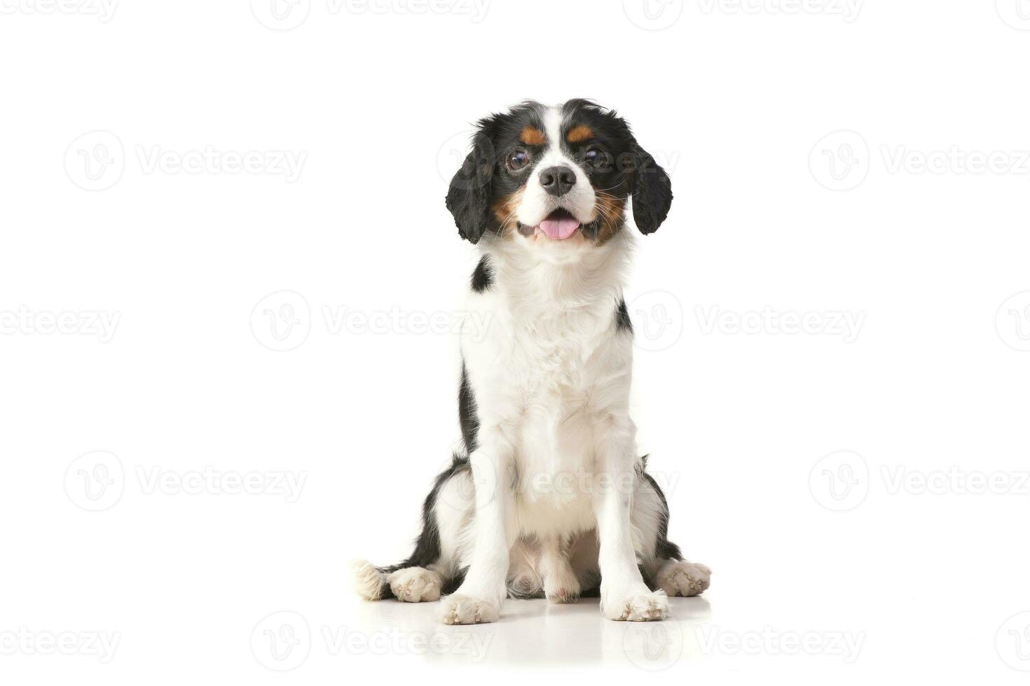 Studio Schuss von ein bezaubernd Kavalier König Charles Spaniel foto