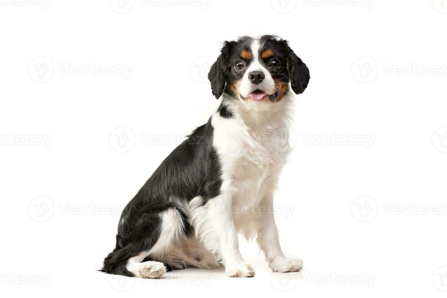 Studio Schuss von ein bezaubernd Kavalier König Charles Spaniel foto