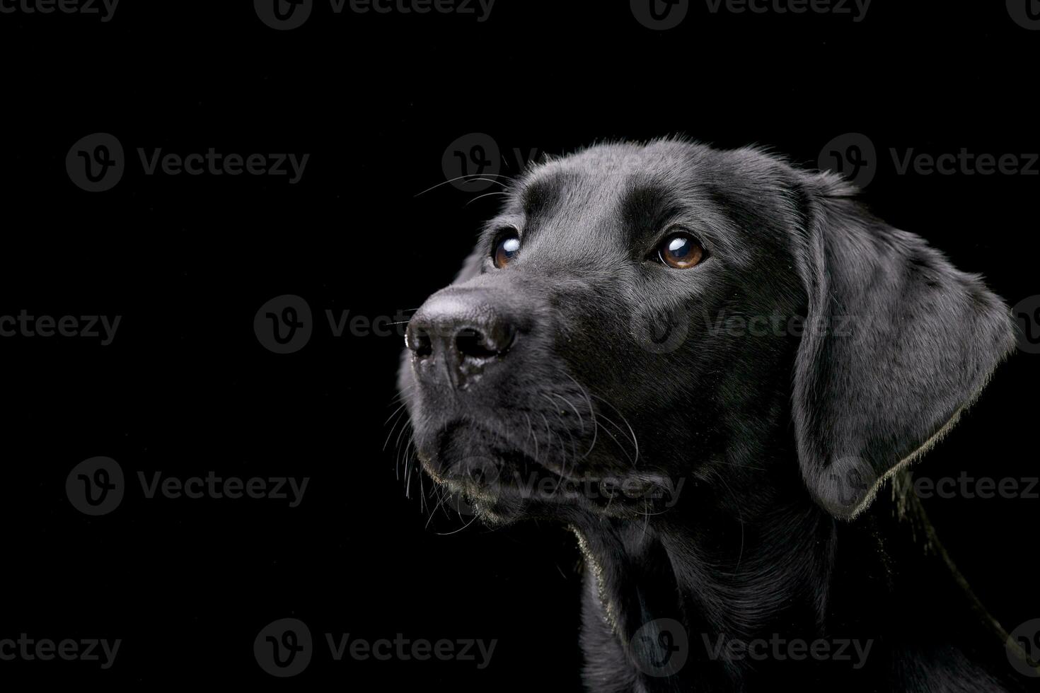 Porträt von ein bezaubernd Labrador Retriever foto