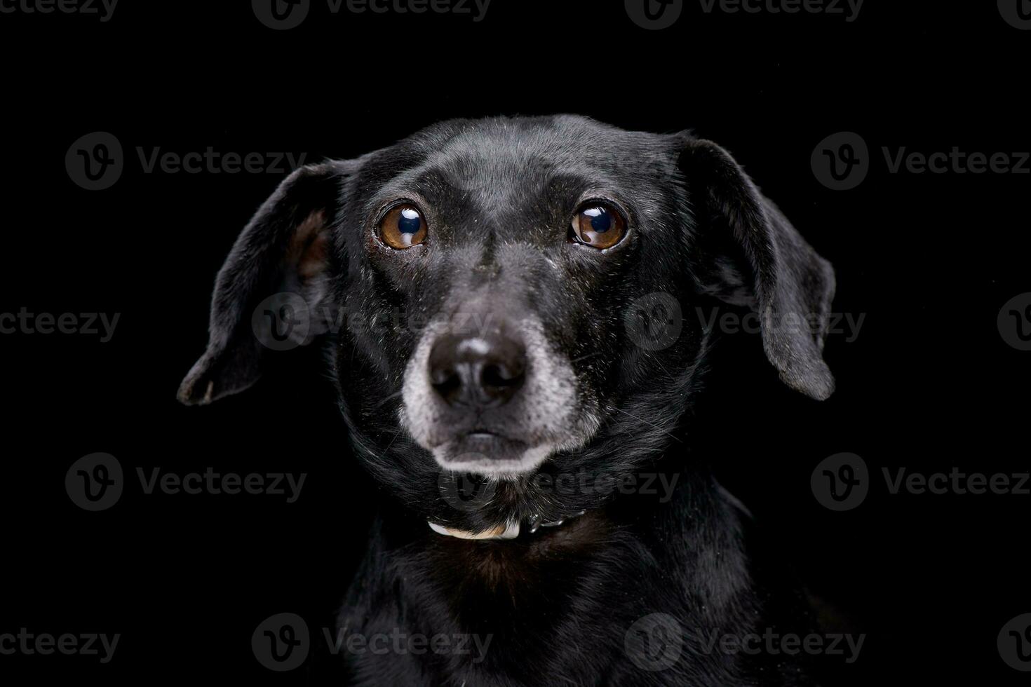 Porträt von ein bezaubernd gemischt Rasse Hund foto