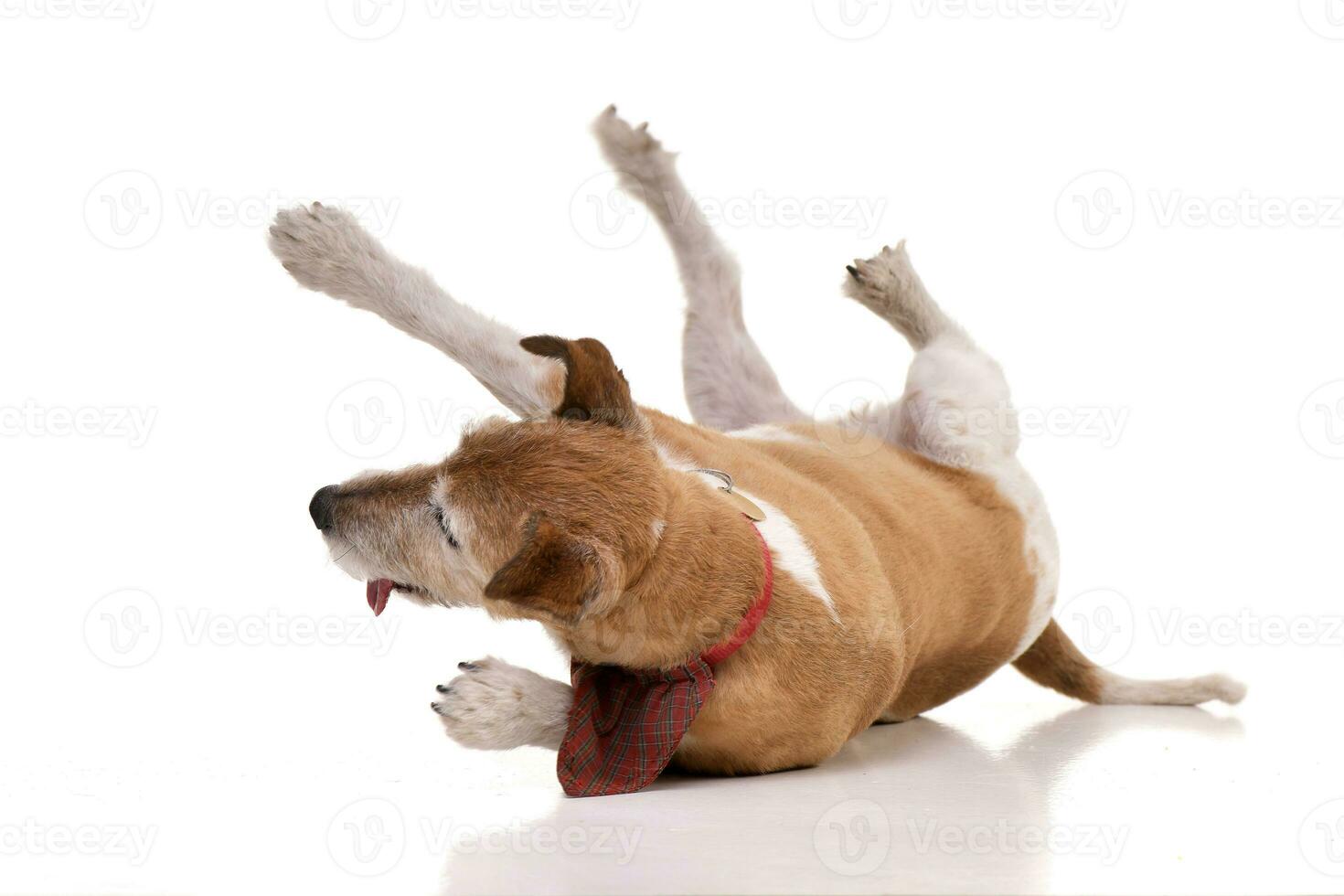 ein alt, bezaubernd Jack Russell Terrier bekommen oben foto