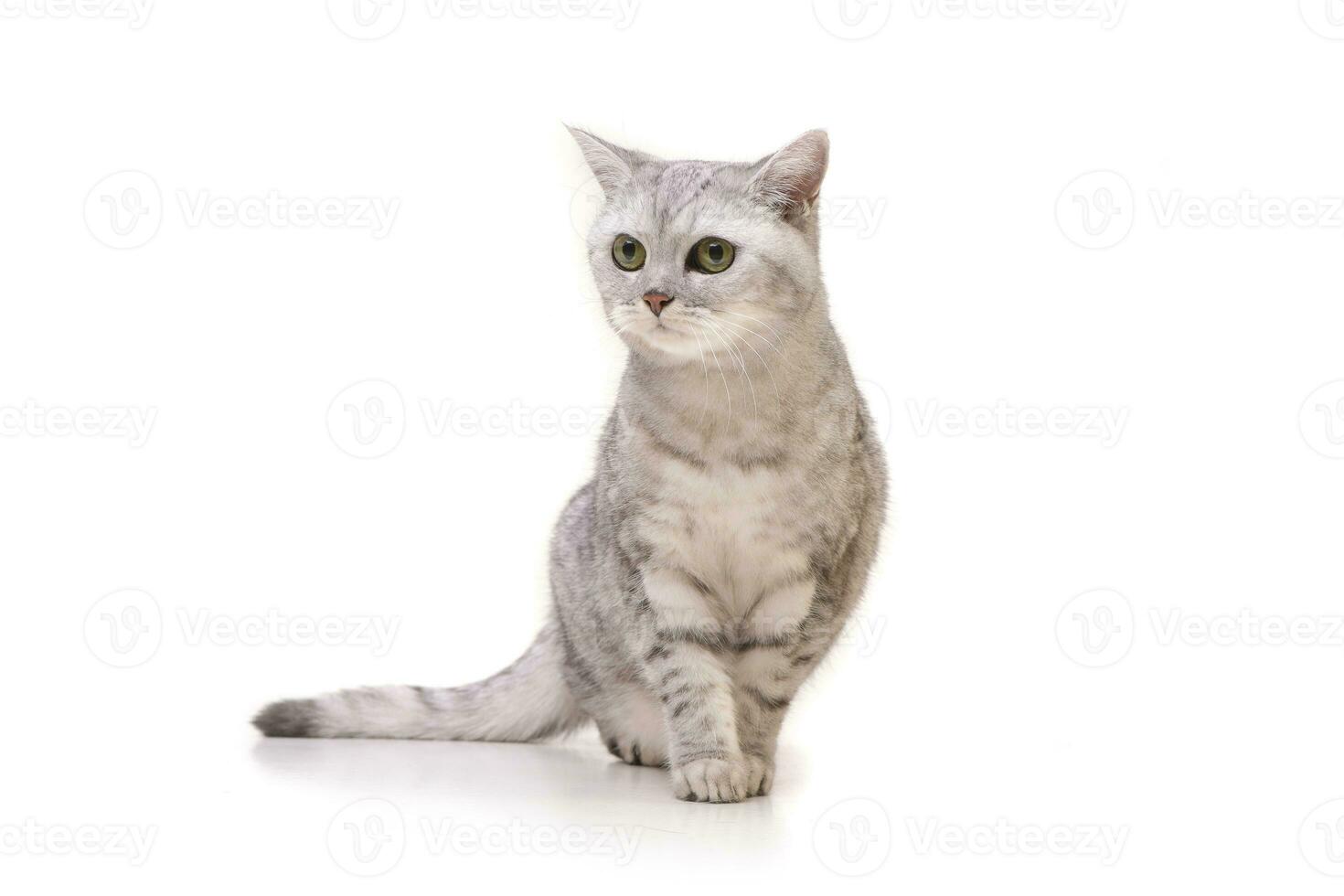 Studio Schuss von ein bezaubernd britisch kurzes Haar Katze foto