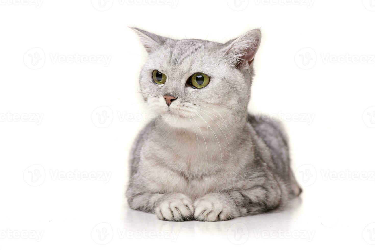 Studio Schuss von ein bezaubernd britisch kurzes Haar Katze foto