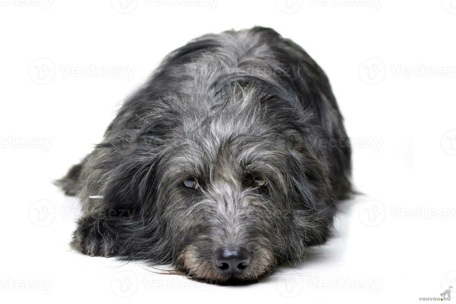 Studio Schuss von ein bezaubernd gemischt Rasse Hund foto