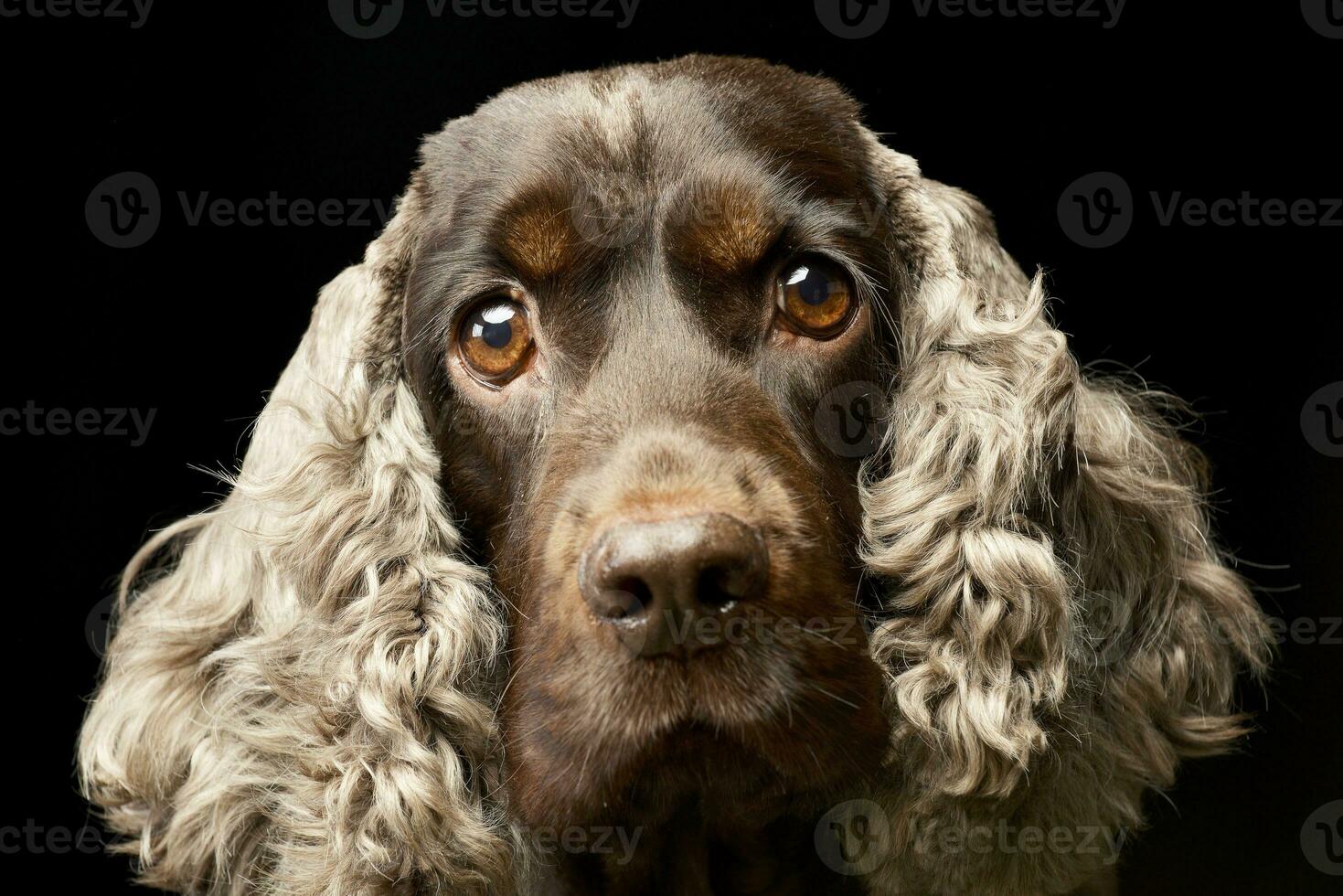 Porträt von ein bezaubernd Englisch Cocker Spaniel foto