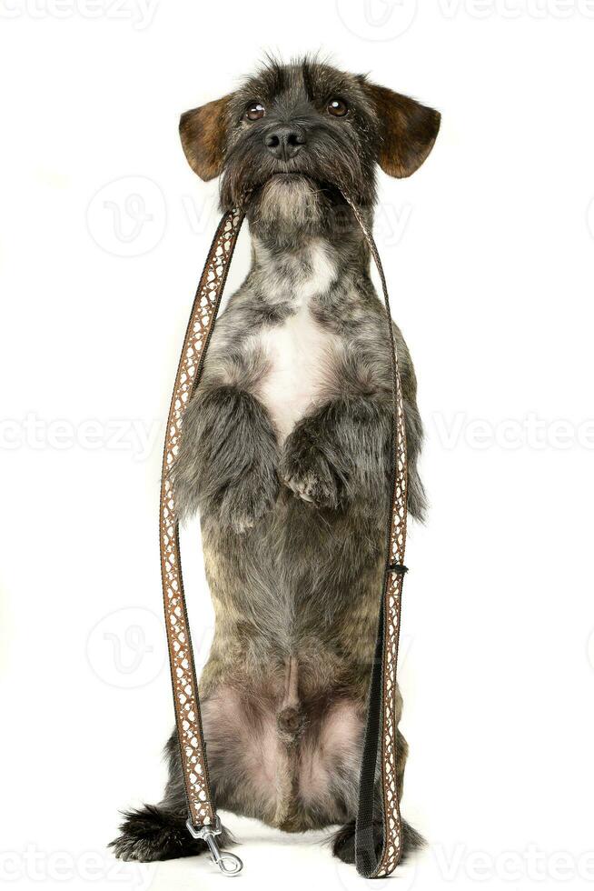 ein bezaubernd gemischt Rasse Hund halten ein Leine im ihr Mund foto