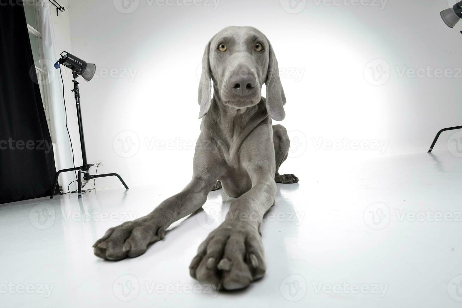 breit Winkel Schuss von ein bezaubernd Weimaraner Hund foto