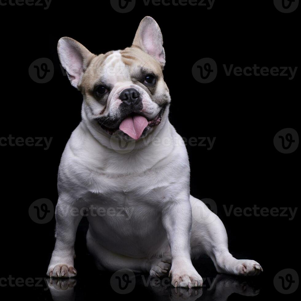 Studio Schuss von ein bezaubernd Französisch Bulldogge foto