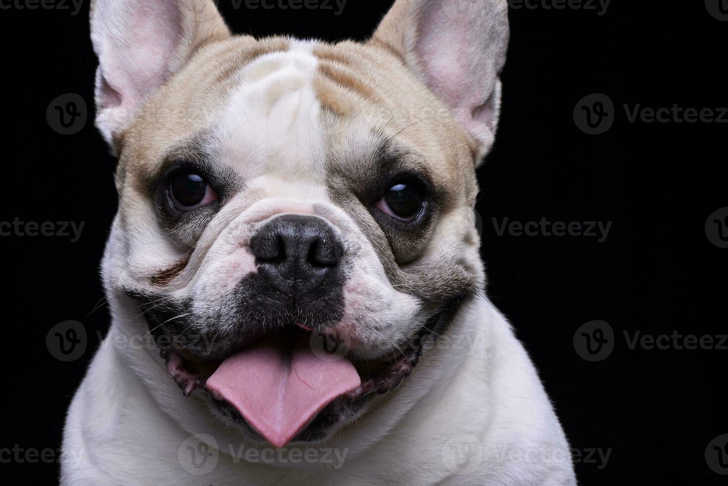 Porträt von ein bezaubernd Französisch Bulldogge foto